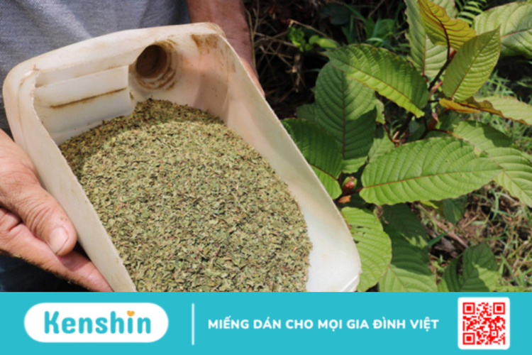 Kratom có công dụng gì? Dùng như thế nào mới hiệu quả?