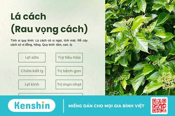 Lá cách (rau vọng cách): Vị thuốc bổ gan, trị bệnh tiêu hóa hiệu nghiệm