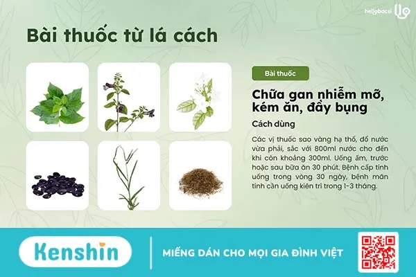 Lá cách (rau vọng cách): Vị thuốc bổ gan, trị bệnh tiêu hóa hiệu nghiệm