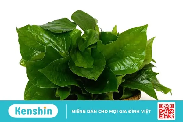 Lá lốt chữa bệnh phụ khoa – “cứu cánh” cho vùng kín phái đẹp