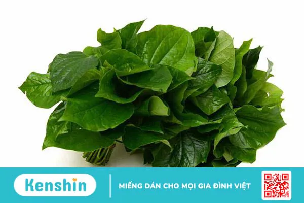 Lá lốt nấu nước uống trị bệnh gì? Uống nước lá lốt hằng ngày có tốt không?