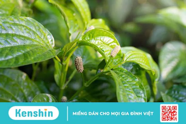 Lá lốt trị bệnh gì? Công dụng và những lưu ý khi dùng