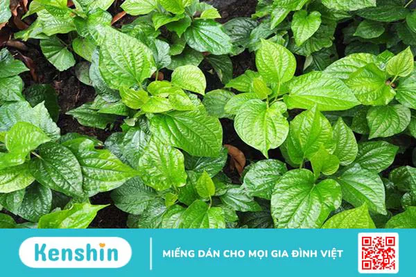 Lá lốt trị bệnh gì? Công dụng và những lưu ý khi dùng