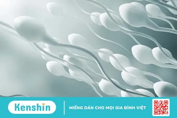 Làm rõ mối liên hệ giữa giãn tĩnh mạch thừng tinh với vô sinh