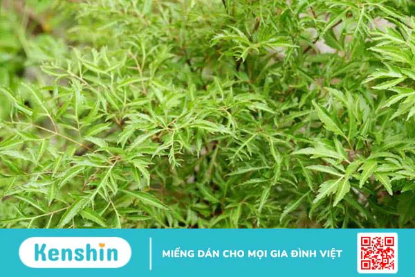 Mách bạn 10 cách chữa đau gót chân dân gian hiệu quả