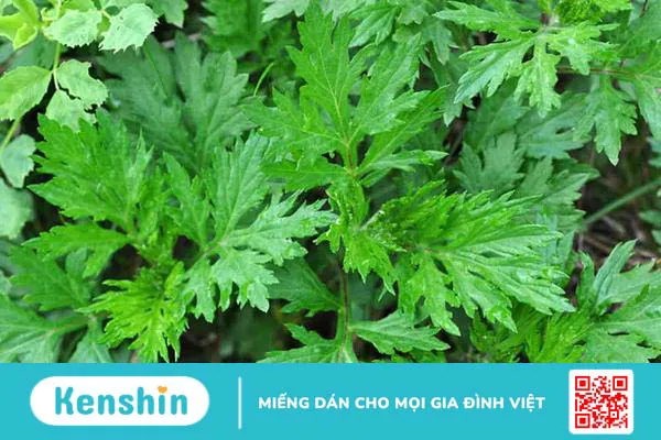 Mách bạn 6 mẹo dân gian chữa đau vai gáy cực hiệu quả