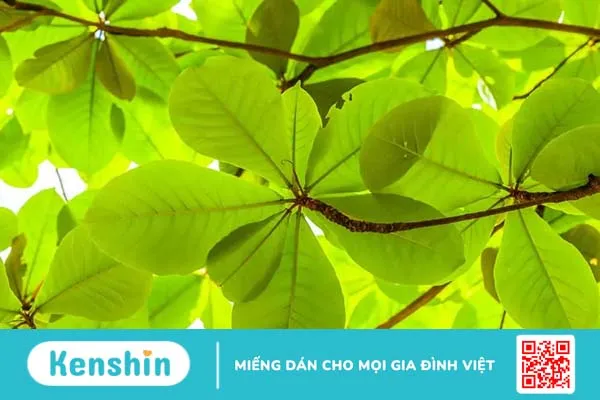 Mách bạn cách chữa nhiệt miệng bằng lá bàng đơn giản mà hiệu quả