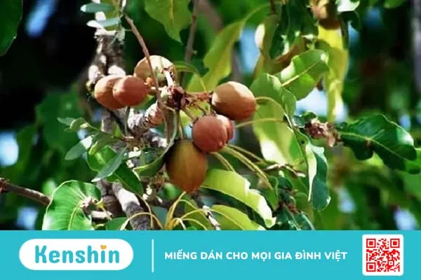 Mách bạn cách làm đẹp với bơ hạt mỡ