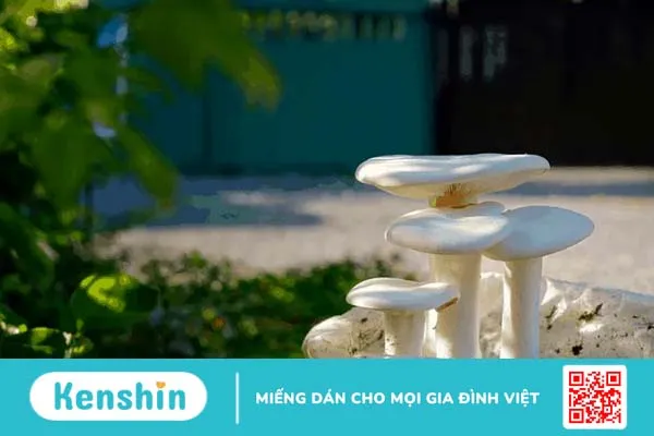 Mách bạn cách trồng nấm tại nhà