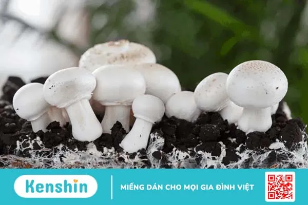 Mách bạn cách trồng nấm tại nhà