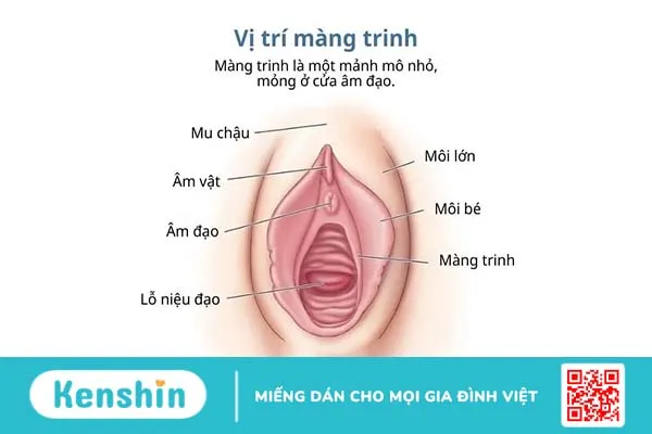 Màng trinh nằm ở vị trí nào? Bạn đã hiểu đúng mọi điều về màng trinh?