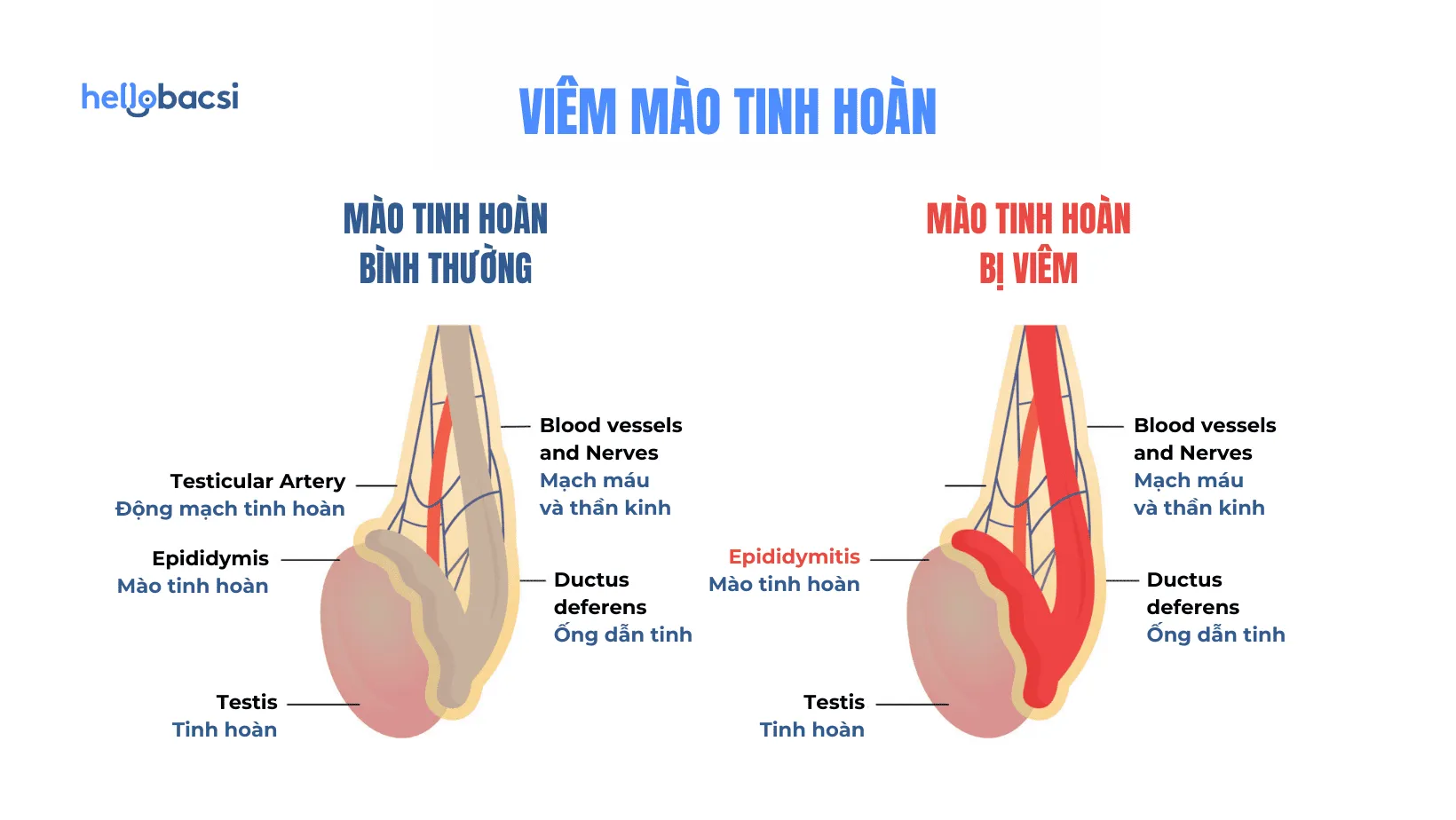 Mào tinh hoàn là gì? Cấu tạo, vị trí, chức năng