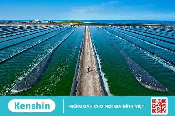 Mặt nạ tảo xoắn: Liệu pháp chăm sóc da tại nhà đơn giản, hiệu quả tức thì