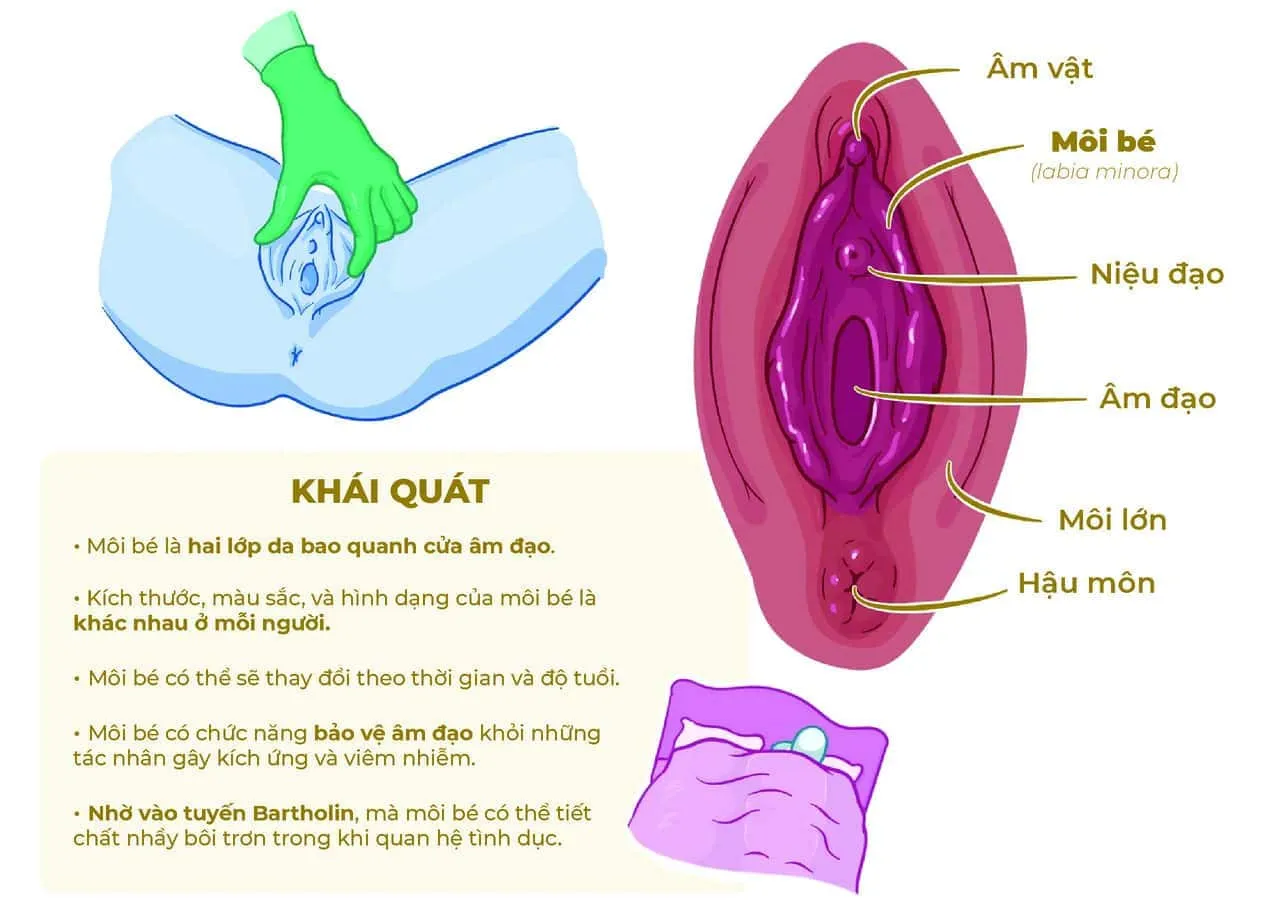 Môi bé là gì? Cấu tạo, vị trí, chức năng và các vấn đề thường gặp