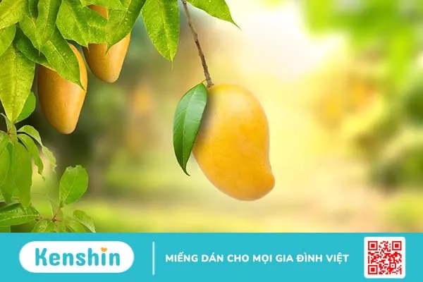 Mùa hè ăn xoài có nóng không? Có gây nổi mụn như nhiều người nghĩ không?