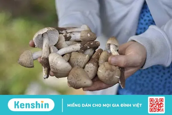 Nấm có tác dụng gì? Các loại nấm ăn được làm phong phú thực đơn