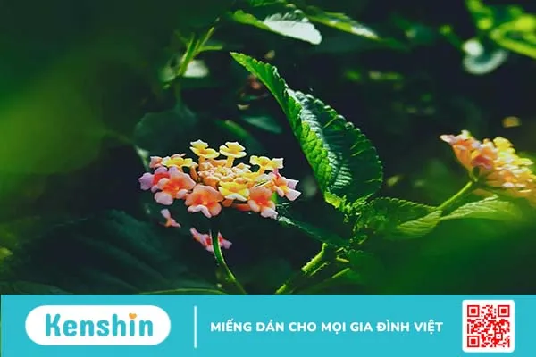 Nấm da đầu lan xuống mặt phải làm sao?