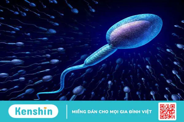 Nam giới làm xét nghiệm tinh dịch đồ kiêng quan hệ bao lâu?