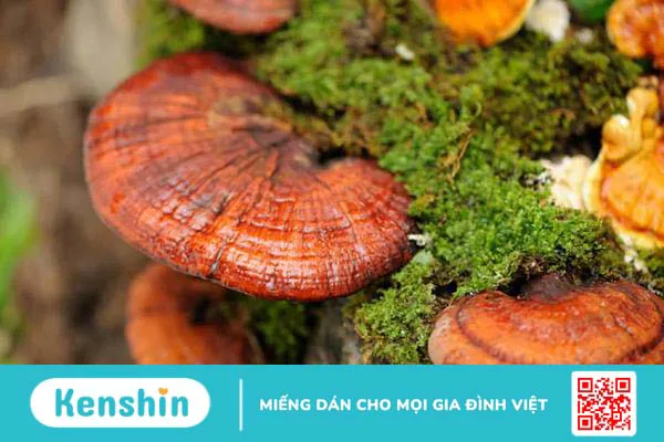 Nấm lim xanh Quảng Nam có tác dụng gì? Tìm hiểu ngay!