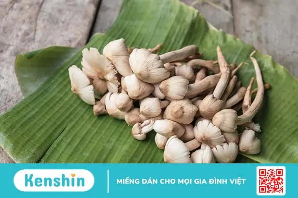 Nấm mối có tác dụng gì mà được săn lùng bất chấp giá cả?