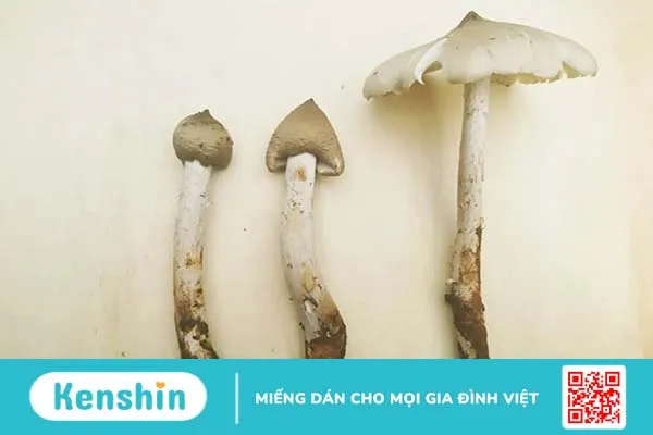 Nấm mối có tác dụng gì mà được săn lùng bất chấp giá cả?