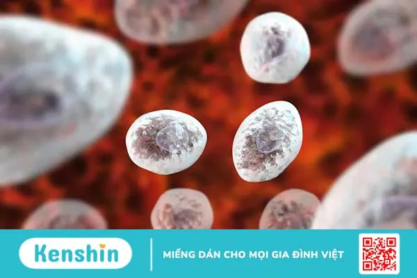 Nấm phổi – bệnh lý nhiễm trùng phổi nguy hiểm cần được quan tâm