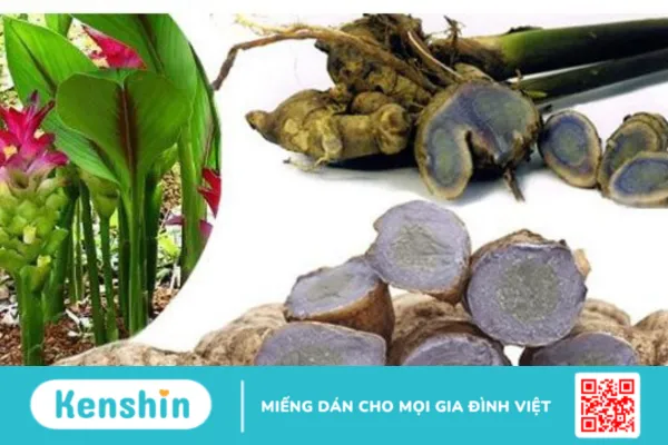 Nga truật : Vị thuốc dân gian tốt cho phụ nữ