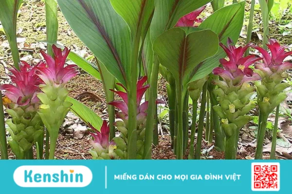 Nga truật : Vị thuốc dân gian tốt cho phụ nữ