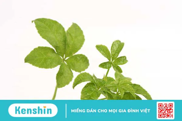 Ngũ gia bì – Vị thuốc quý giúp giảm đau xương khớp, tăng cường sức khỏe