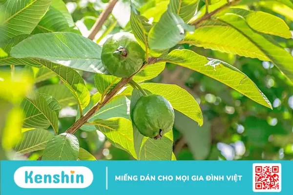 Ngứa vùng kín có nguy hiểm không? 12 cách giảm ngứa vùng kín nhanh nhất