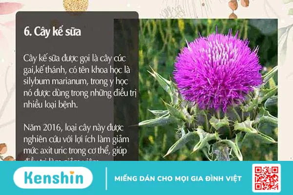 Người bệnh gút nên ăn gì? Thực đơn cho người bệnh gout