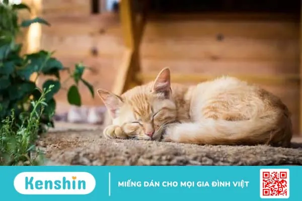 Nguy cơ trầm cảm ở phụ nữ mãn kinh