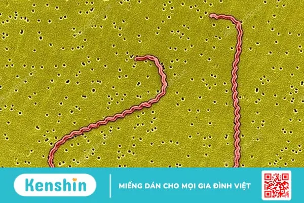 Nhiễm xoắn khuẩn Leptospira