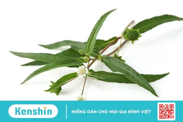 Những cách dùng cây nhọ nồi chữa đau dạ dày mang lại kết quả