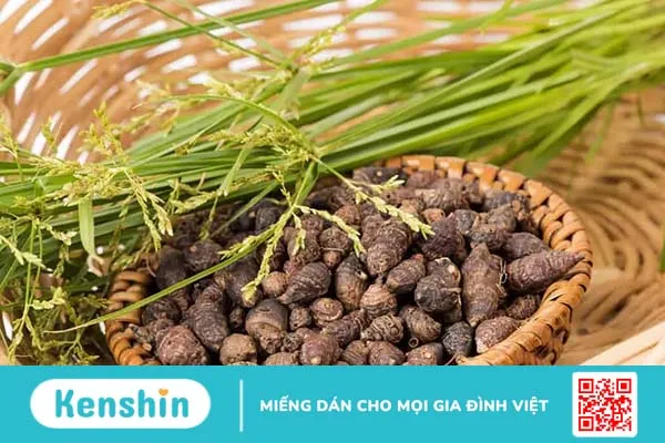 Những cách dùng cây nhọ nồi chữa đau dạ dày mang lại kết quả