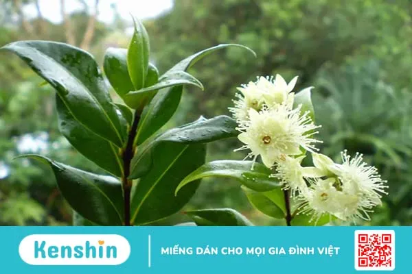 Những điều bạn cần biết về lá chanh sim trong chăm sóc da mụn