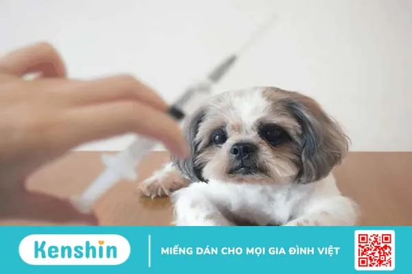 Những điều cần biết về tiêm phòng dại cho vật nuôi