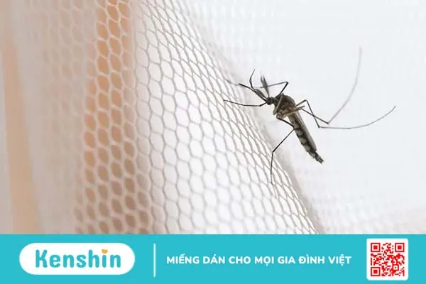 Những điều cần lưu ý khi bị sốt xuất huyết dengue để điều trị hiệu quả