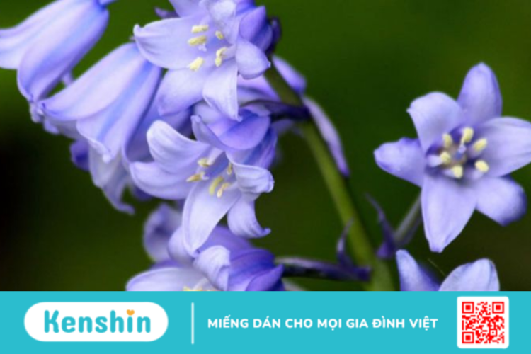 Những lợi ích chữa bệnh của cây hoa chuông