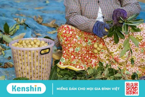 Những tác dụng của quả nhãn: trái cây mùa hè giàu dinh dưỡng