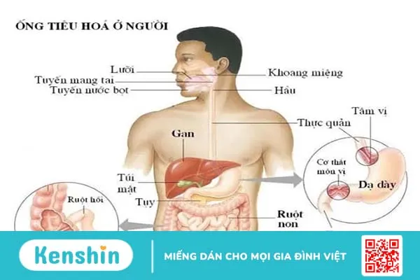 Những thông tin thú vị xoay quanh hệ tiêu hóa ở người bạn đã biết chưa?