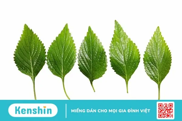 Nổi mề đay tắm lá gì nhanh khỏi? Top 10 loại lá trị mề đay