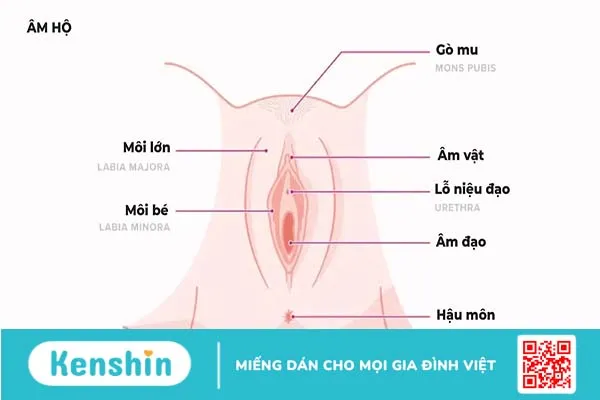 Phẫu thuật thẩm mỹ vùng kín – Những điều bạn cần phải biết!