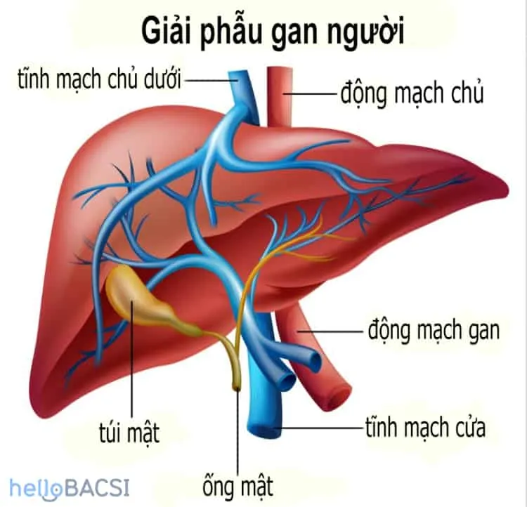 Phương pháp hóa trị liệu trong điều trị ung thư gan