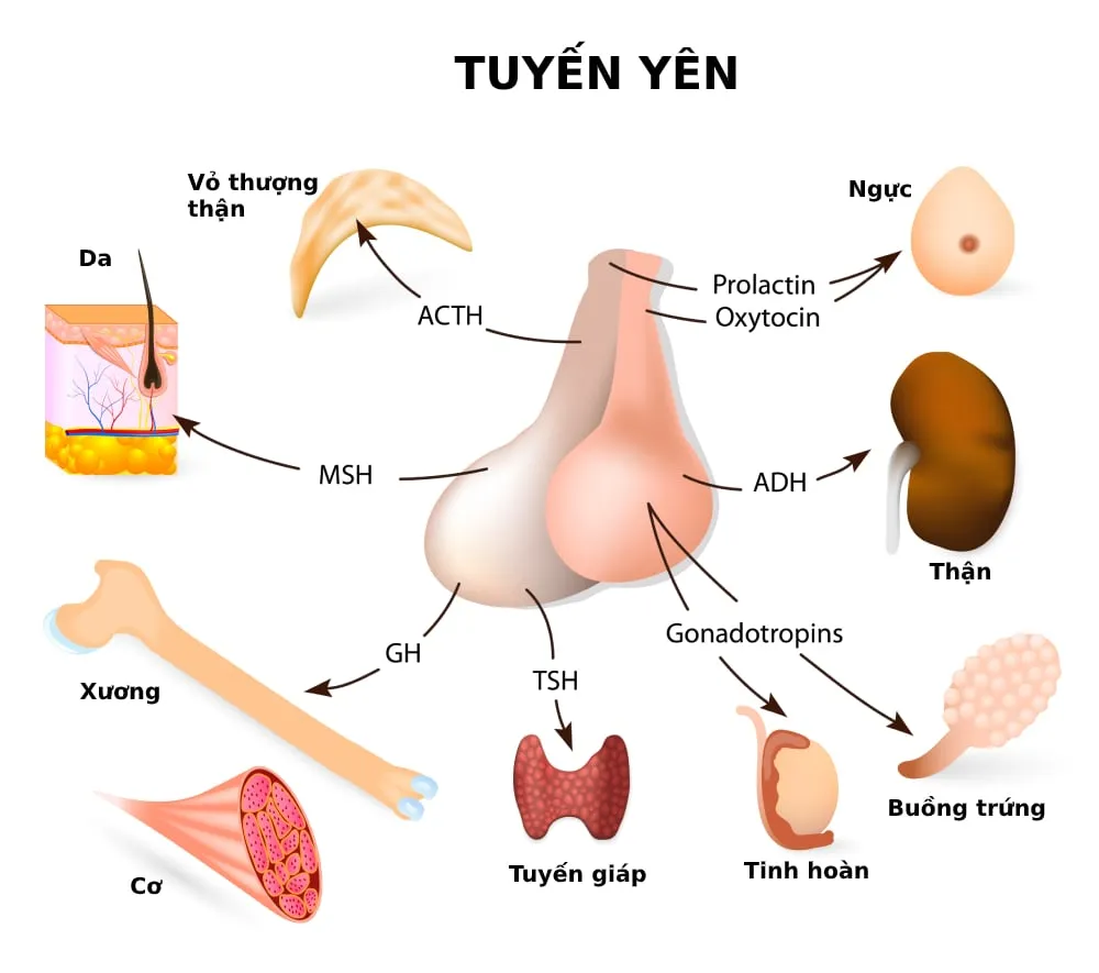 Prolactin là gì? Khi nào thì mức prolactin cao?