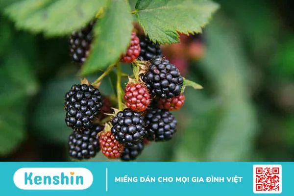 Quả mâm xôi đỏ: Thành phần dinh dưỡng, lợi ích và nhiều hơn nữa
