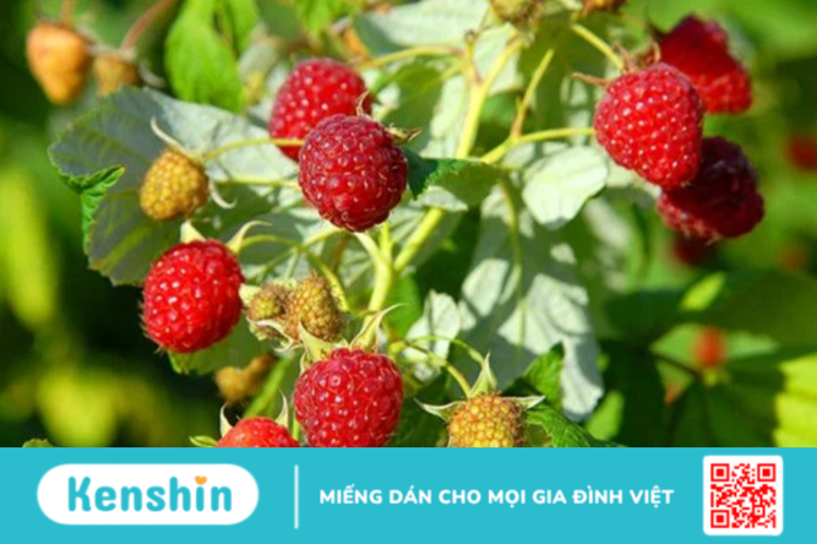 Quả mâm xôi đỏ: Thành phần dinh dưỡng, lợi ích và nhiều hơn nữa