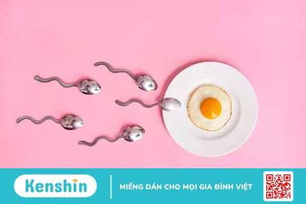 Quá trình thụ thai: Quá trình tinh trùng gặp trứng