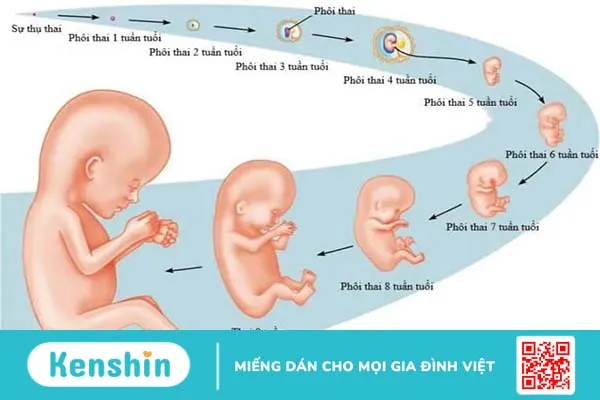 Quá trình thụ thai: Quá trình tinh trùng gặp trứng