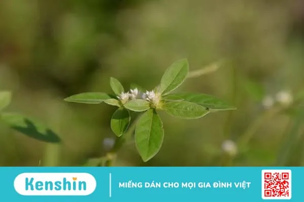 Rau dệu: Giúp mọc tóc, ngủ ngon và chữa ung thư